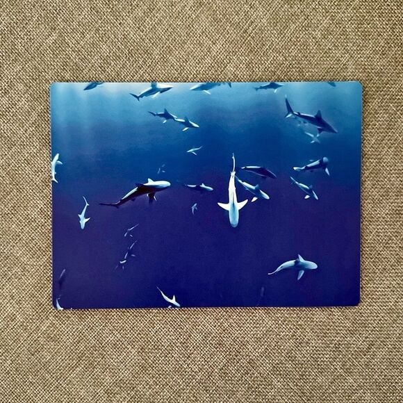 Blue Ocean Sharks Magnet - Picture 1 of 5